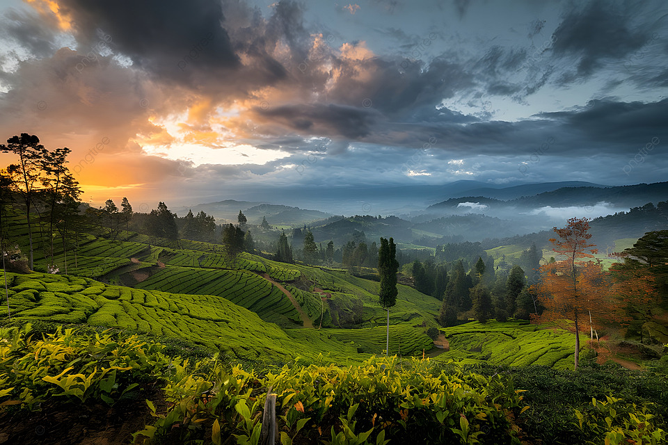About Essence of Lanka