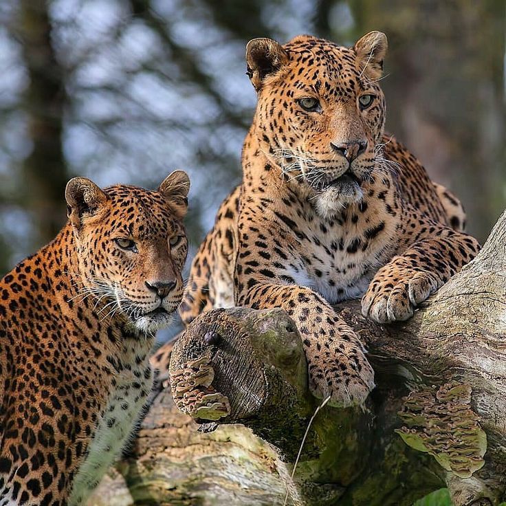 Yala Safari